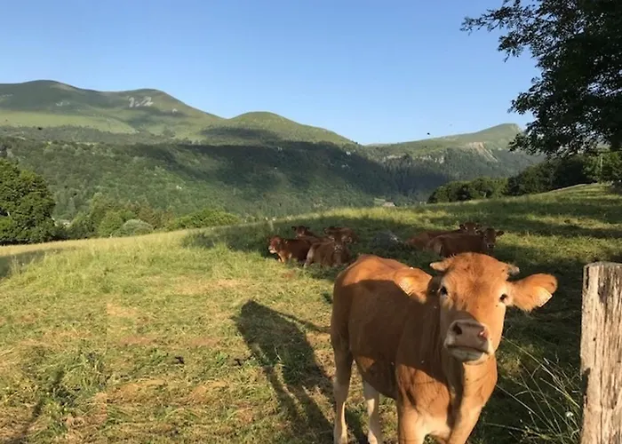 펜션 Maison Au Mont-dore Avec Jardin Clos, Ideale Pour 10 Personnes - Fr-1-608-120 *